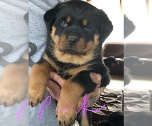 Rottweiler Puppy for sale in PARK FOREST, IL, USA