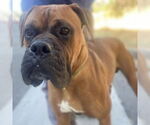 Small Boxer