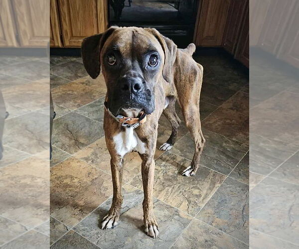 Medium Photo #2 Boxer Puppy For Sale in Dumont, NJ, USA