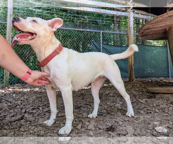 Medium Photo #3 Mutt Puppy For Sale in McCormick, SC, USA