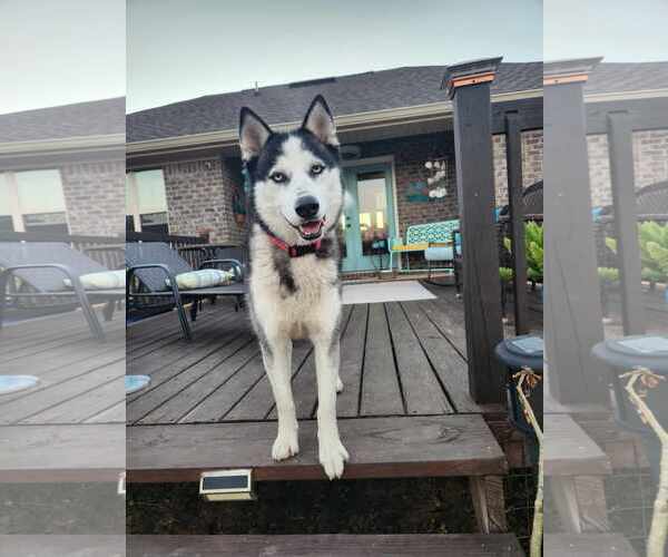 Medium Photo #8 - Mix Puppy For Sale in Scottsboro, AL, USA