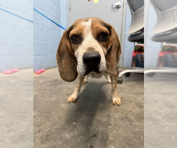 Medium Photo #1 Beagle Puppy For Sale in Evansville, IN, USA