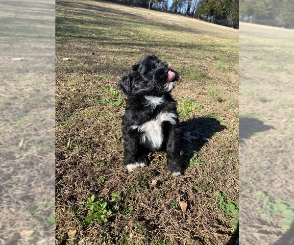 Medium Photo #3 Portuguese Water Dog Puppy For Sale in FLORENCE, AL, USA