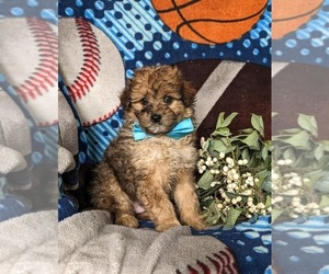 Pom-A-Poo Puppy for sale in OXFORD, PA, USA