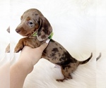 Small #5 Dachshund