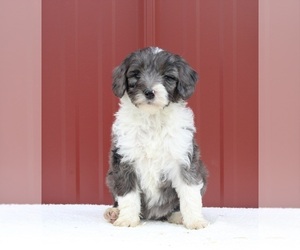 Aussiedoodle Miniature  Puppy for sale in FREDERICKSBURG, OH, USA