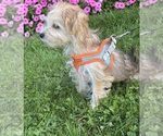 Small Photo #3 Morkie Puppy For Sale in ROCK STREAM, NY, USA