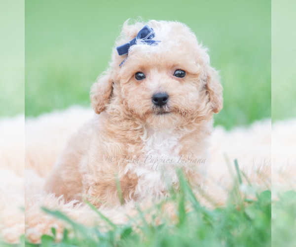 Medium Photo #6 Maltipoo (Miniature) Puppy For Sale in WARSAW, IN, USA
