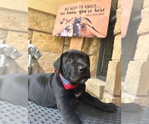 Presa Canario Puppy for sale in HARKER HEIGHTS, TX, USA