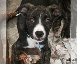 Plott Hound-Unknown Mix Dogs for adoption in Washington, DC, USA