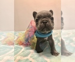 Small Photo #1 French Bulldog Puppy For Sale in BERWYN, IL, USA