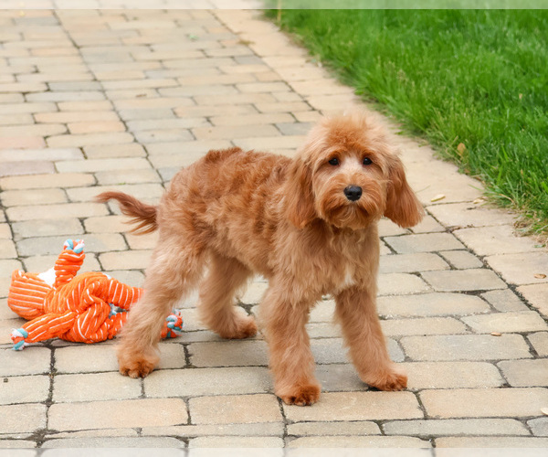 Medium Photo #3 Cavapoo (Miniature) Puppy For Sale in SYRACUSE, IN, USA