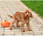 Small #2 Cavapoo (Miniature)