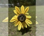 Small #3 Poodle (Miniature) Mix