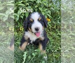 Puppy Sam Bernedoodle