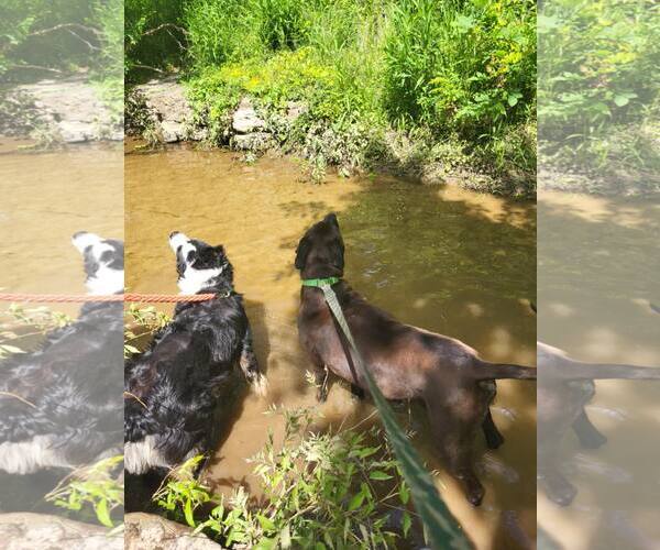 Medium Photo #4 Border Collie-Unknown Mix Puppy For Sale in Hinton, WV, USA