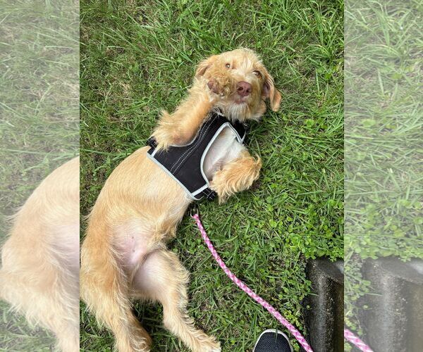 Medium Photo #2 Mutt Puppy For Sale in Rosenberg, TX, USA