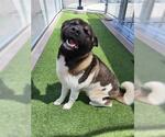 Small #1 Akita