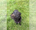 Small #1 Mutt