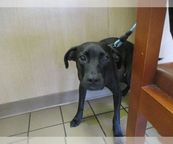 Medium Photo #1 Labrador Retriever Puppy For Sale in Ocala, FL, USA
