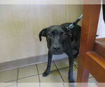 Small Labrador Retriever