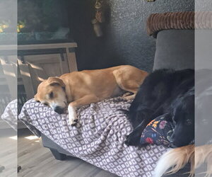 Haddie - Female Labrador Retriever-Unknown Mix Dog for Adoption - Photo #5