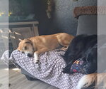 Small #4 Labrador Retriever Mix