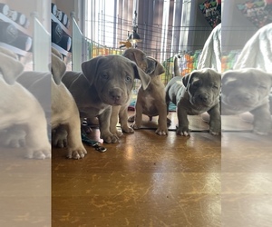 American Bully Puppy for sale in HYDE PARK, MA, USA