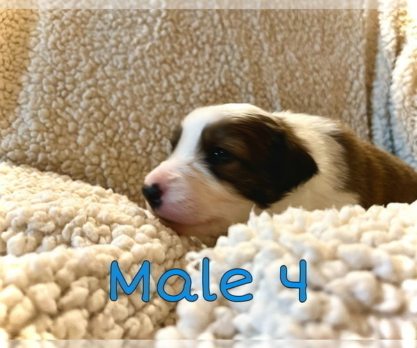 Medium Photo #7 Border Collie Puppy For Sale in AND, SC, USA