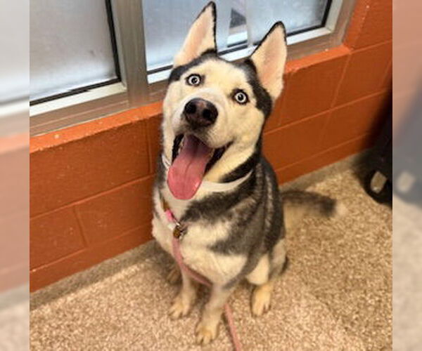 Medium Photo #1 Siberian Husky Puppy For Sale in Pueblo, CO, USA