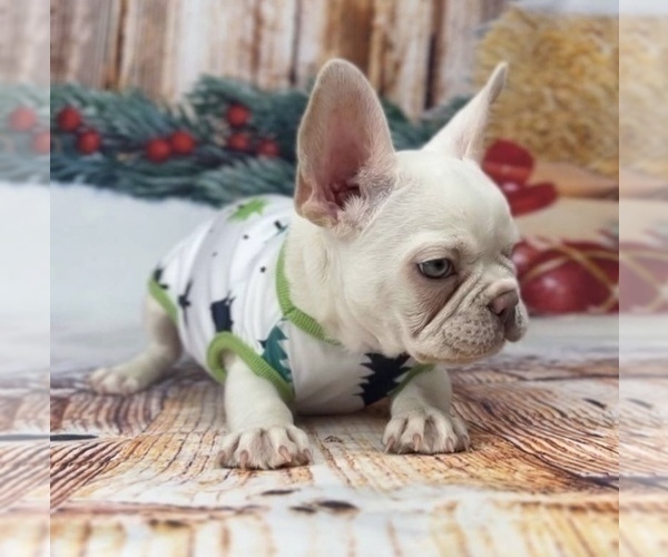 Medium Photo #3 French Bulldog Puppy For Sale in ERIAL, NJ, USA