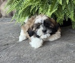 Small #1 Shih Tzu