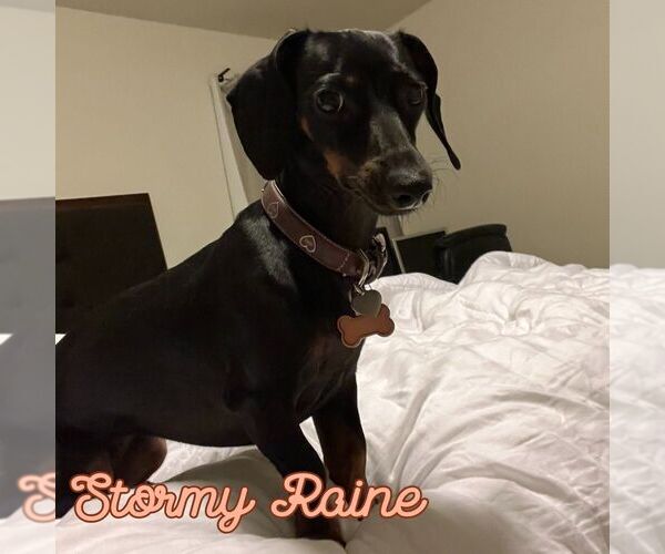 Medium Photo #2 Dachshund Puppy For Sale in San Antonio, TX, USA