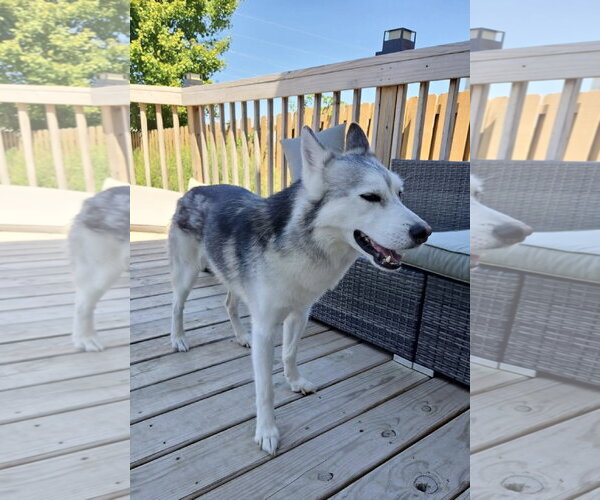 Medium Photo #10 Siberian Husky-Unknown Mix Puppy For Sale in Columbus, IN, USA