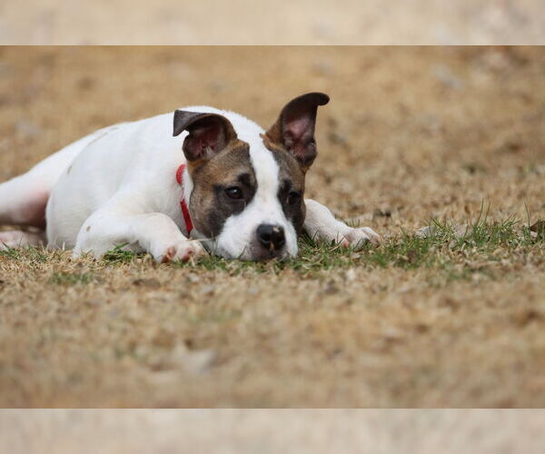 Medium Photo #2 Mutt Puppy For Sale in Shelburne, VT, USA