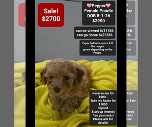 Poodle (Toy) Puppy for sale in TUCSON, AZ, USA