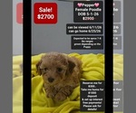 Small Poodle (Toy)