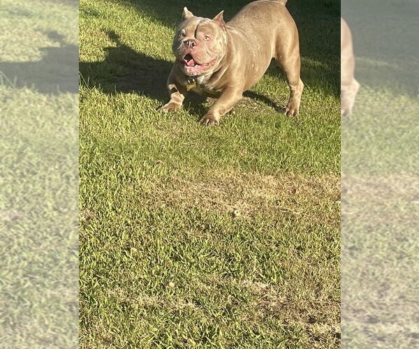 Medium Photo #1 American Pit Bull Terrier-Unknown Mix Puppy For Sale in Plymouth, MN, USA