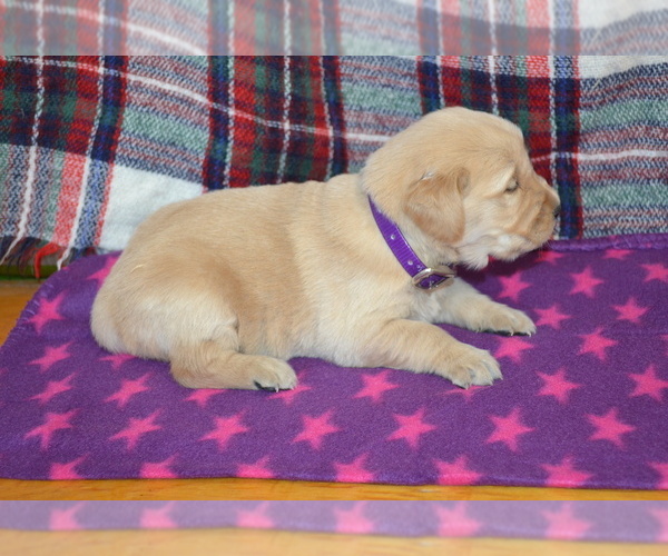 Medium Photo #3 Golden Retriever Puppy For Sale in OWEN, WI, USA