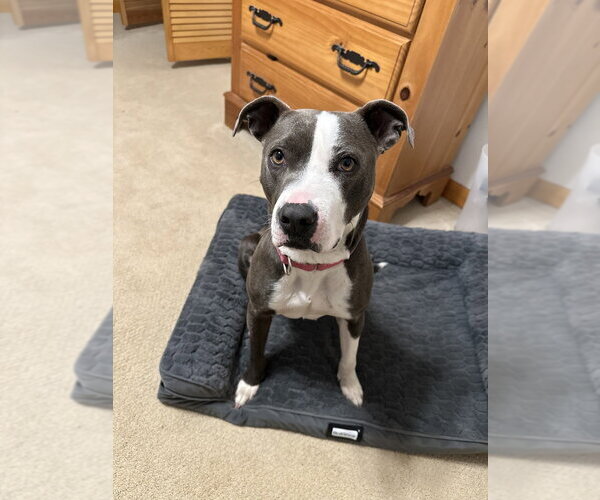Medium Photo #33 American Pit Bull Terrier-American Staffordshire Terrier Mix Puppy For Sale in Brewster, NY, USA