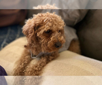 Small Photo #1 Cavapoo Puppy For Sale in BERGHEIM, TX, USA