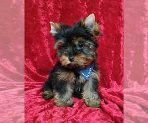 Yorkshire Terrier Puppy for sale in BRONX, NY, USA