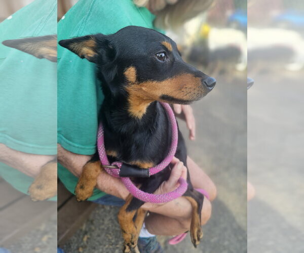 Medium Photo #6 Miniature Pinscher Puppy For Sale in Bloomingdale, NJ, USA