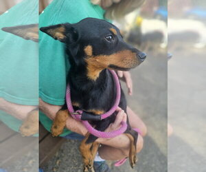 Roxy - Female Miniature Pinscher Dog for Adoption - Photo #6