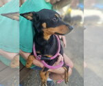 Small #5 Miniature Pinscher