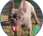 Small Photo #1 French Bulldog Puppy For Sale in LANCASTER, CA, USA
