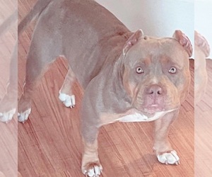 Mother of the American Bully puppies born on 07/27/2022