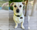 Small Chihuahua Mix