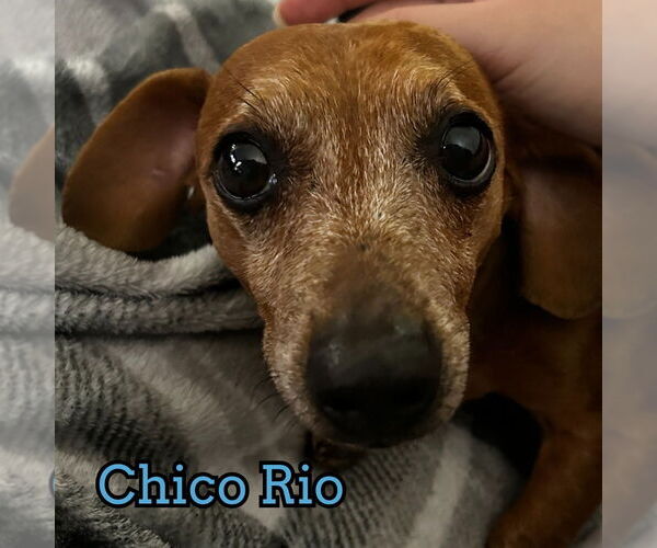 Medium Photo #15 Dachshund Puppy For Sale in San Antonio, TX, USA