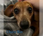 Small #14 Dachshund